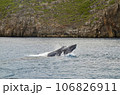ザトウクジラ 106826911