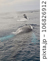 ザトウクジラ 106826912