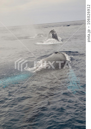 ザトウクジラ ザトウクジラ 106826912
