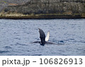 ザトウクジラ 106826913