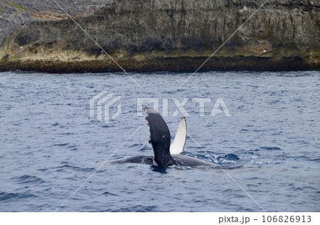 ザトウクジラ 106826913