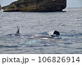 ザトウクジラ 106826914