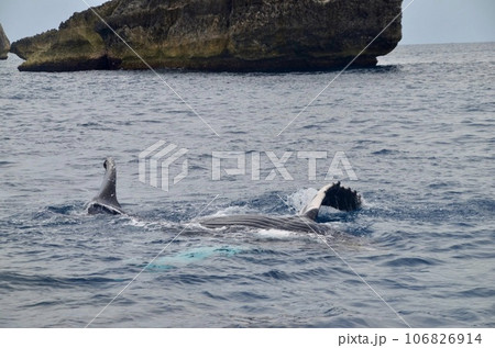 ザトウクジラ 106826914