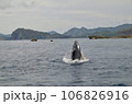 ザトウクジラ 106826916