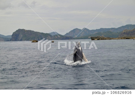 ザトウクジラ ザトウクジラ 106826916