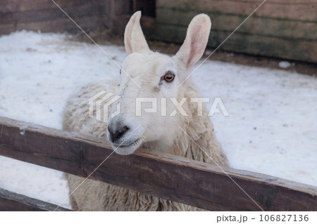 Sheep is standing on white background. Lamb and ewe farm. Winter day. 106827136