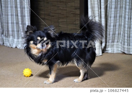 癒しの時間 愛犬と遊ぶ チワワとボール 癒しの時間 愛犬と遊ぶ チワワとボール 106827445