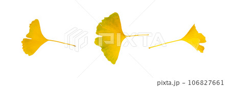 Yellow Ginkgo Biloba Leaves Isolated, Gingko Golden Leaf Set, Autumn Ginkgo Leaves on White 106827661