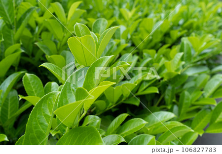 Tea Leaf Texture Background, Fresh Green Tea Leaves Pattern, Summer Farm Banner, Spring Garden Mockup 106827783