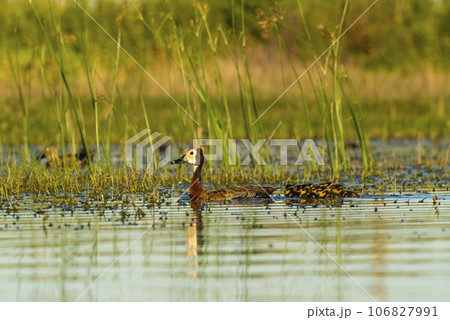 White faced whistling duck , with chicks, La Pampa Province, Patagonia, Argentina. White faced whistling duck , with chicks, La Pampa Province, Patagonia, Argentina. 106827991