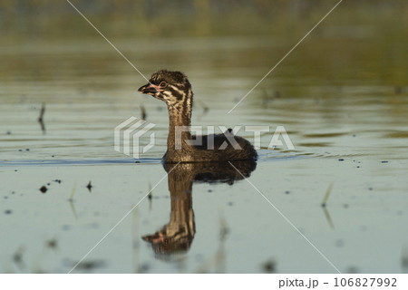Pied billed Grebe swimming in a lagoon, La Pampa province, Argentina. Pied billed Grebe swimming in a lagoon, La Pampa province, Argentina. 106827992