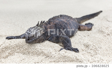 Galapagos marine iguana on sand, selective focus, Ecuador. 106828025