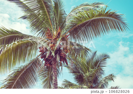 Coconut palm trees against the sky, retro color toning applied. 106828026