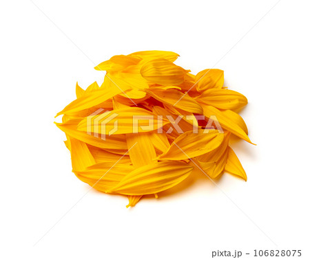 Yellow Petals Isolated, Sunflower Petal Pile, Orange Blossom Design Yellow Petals Isolated, Sunflower Petal Pile, Orange Blossom Design 106828075