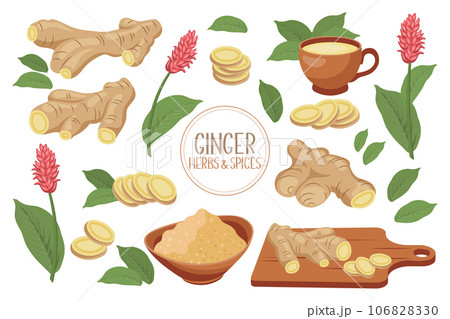 Set of ginger roots. Ginger root, dry ground powder, ginger tea, ginger leaves and flowers. Herbs and spices. Food icons, vector 106828330