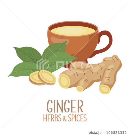 Ginger roots, slices and ginger tea. Herbs and spices. Illustration, vector 106828332