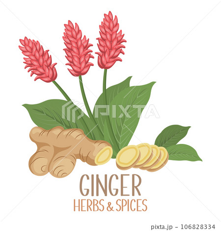 Ginger roots, slices and flowers. Herbs and spices. Illustration, vector 106828334