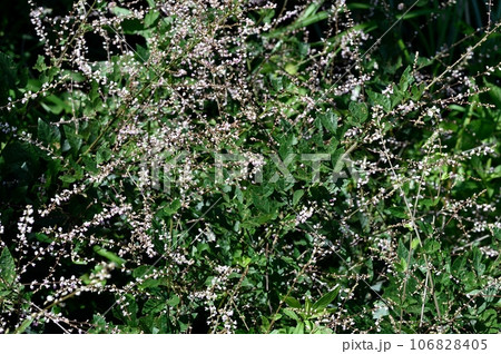 ヌスビトハギの花 106828405