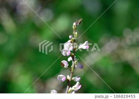 ヌスビトハギの花 106828455