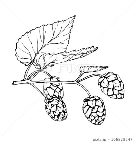 Fresh green hop. Graphic hand drawn illustration for Octoberfest. Vector sketch for ornament or any design 106828547