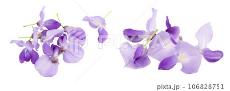 Wisteria flowers isolated on white background with full depth of field. Top view. Flat lay. Wisteria flowers isolated on white background with full depth of field. Top view. Flat lay. 106828751