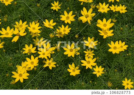 イトバハルシャギク 106828773