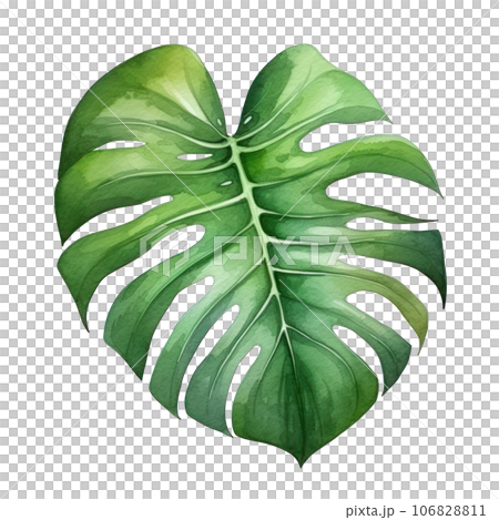 Watercolor green monstera leaf Watercolor green monstera leaf 106828811