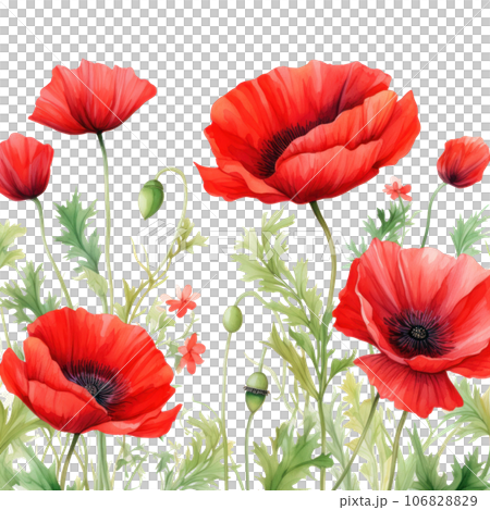 Watercolor poppy flowers background 106828829