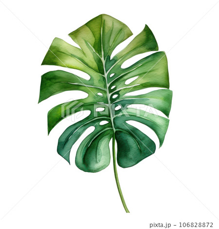 Watercolor green monstera leaf 106828872