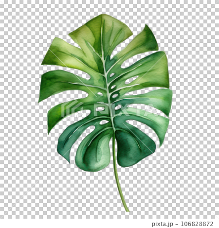 Watercolor green monstera leaf 106828872