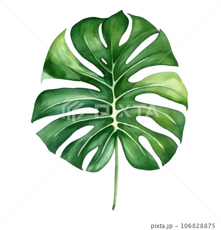 Watercolor green monstera leaf Watercolor green monstera leaf 106828875