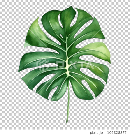 Watercolor green monstera leaf Watercolor green monstera leaf 106828875
