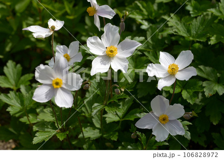 シュウメイギク 106828972