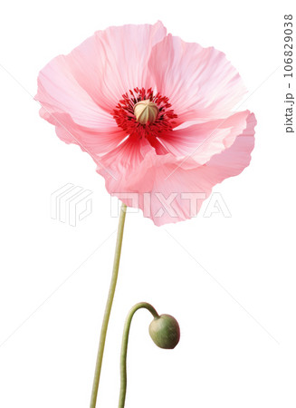 Watercolor red poppy flower isolated 106829038