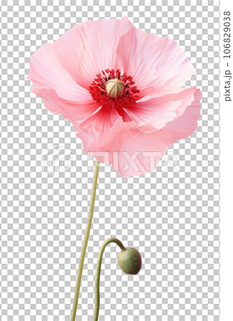 Watercolor red poppy flower isolated 106829038