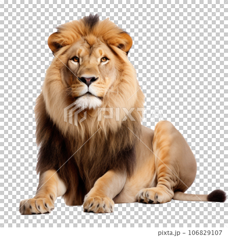 Beautiful lion isolated. 106829107