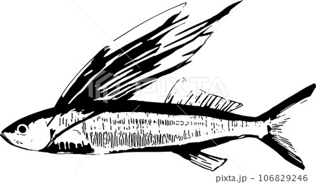 飛び魚の魚拓イラスト 106829246