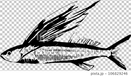 飛び魚の魚拓イラスト 106829246