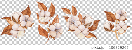 Watercolor illustrations of cotton buds and dry leaves. Isolated cliparts. Realistic botanical composition. Wedding invitation, Holiday Winter Set, New Year clipart, decorations, Greeting card 106829265