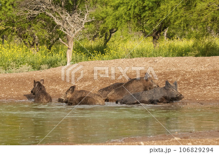 Wild boar herd in a water hole, Chaco Forest, La Pampa province, Argentina. 106829294