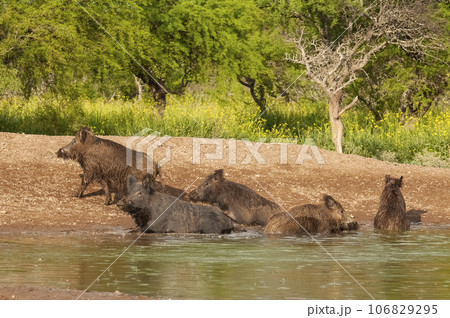 Wild boar herd in a water hole, Chaco Forest, La Pampa province, Argentina. Wild boar herd in a water hole, Chaco Forest, La Pampa province, Argentina. 106829295