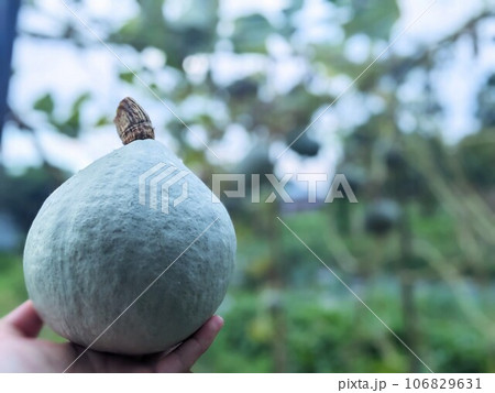 かぼちゃ 106829631