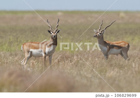 Blackbuck Antelope in Pampas plain environment, La Pampa province, Argentina Blackbuck Antelope in Pampas plain environment, La Pampa province, Argentina 106829699