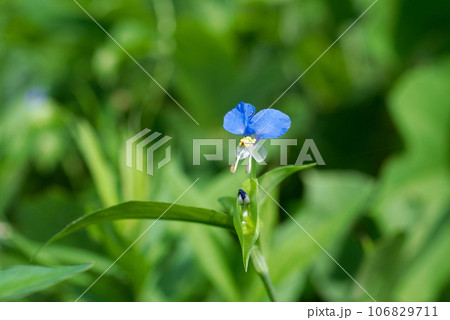 可愛く咲いた　ツユクサ 106829711