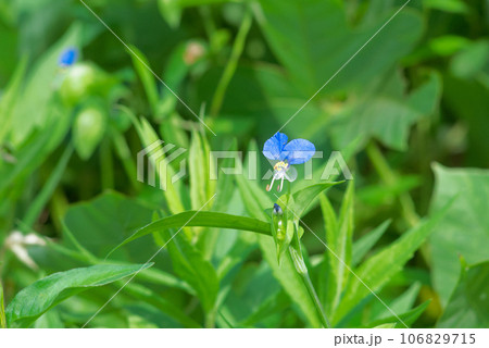 可愛く咲いた　ツユクサ 106829715