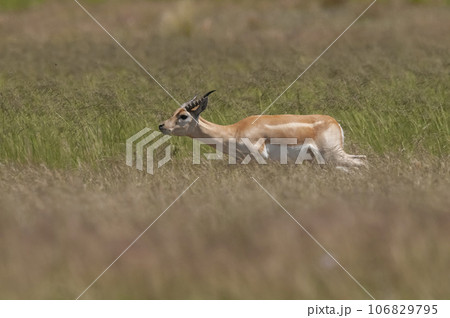 Blackbuck Antelope running in Pampas plain environment, La Pampa province, Argentina 106829795