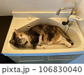 涼しさを求める猫 106830040