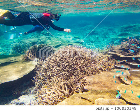 八重干瀬のサンゴ礁をスノーケリングする女性 106830349
