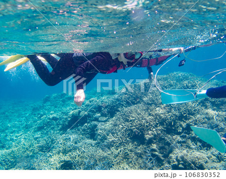 八重干瀬のサンゴ礁をスノーケリングする女性 八重干瀬のサンゴ礁をスノーケリングする女性 106830352