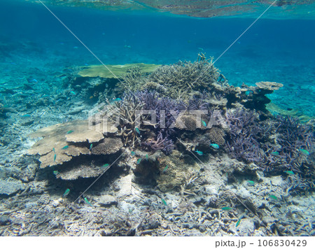 八重干瀬の美しいサンゴ礁 106830429